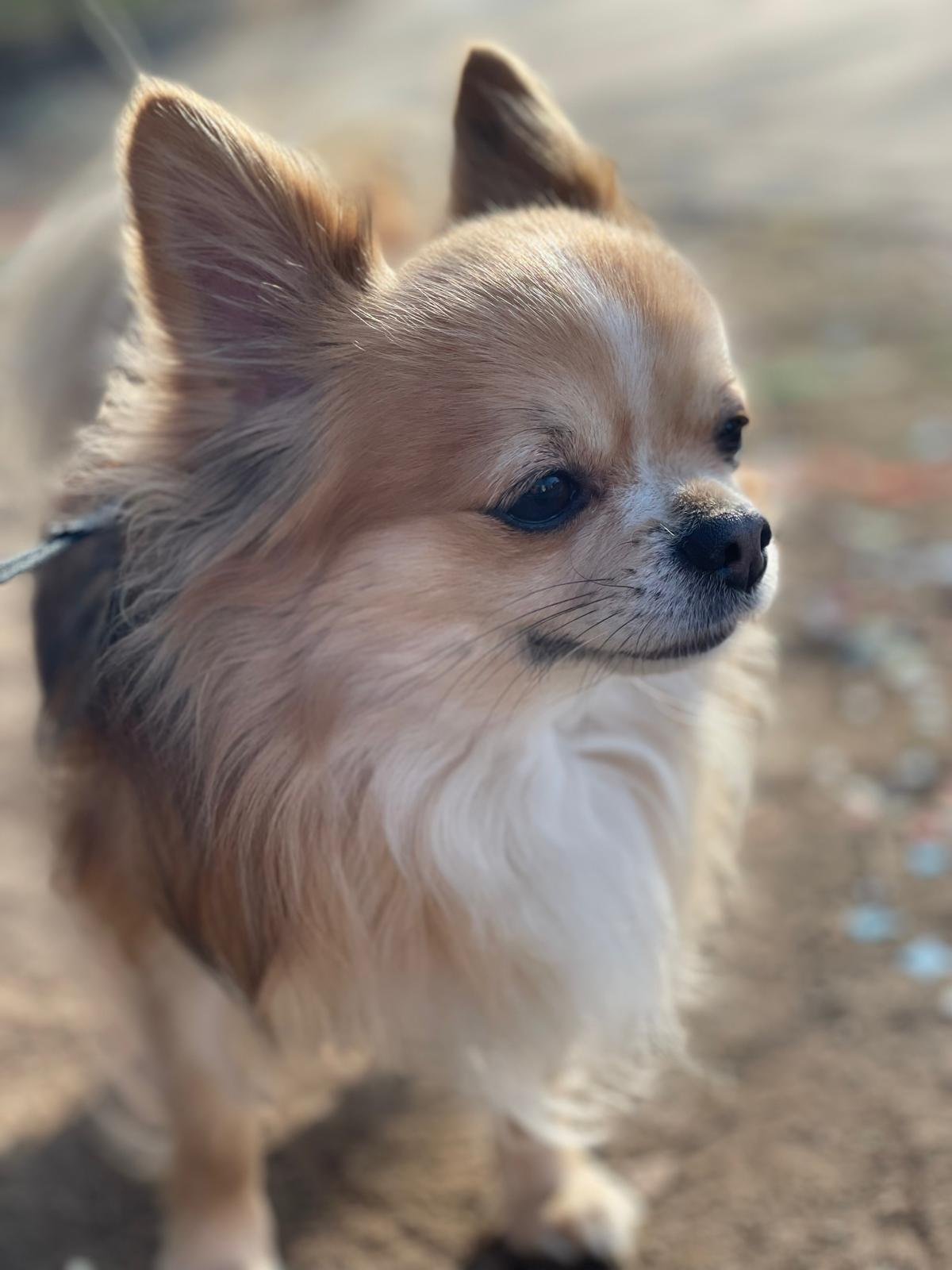 Ringo